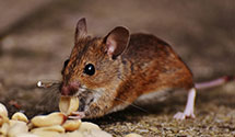 24 Hour & Emergency Exterminators in Wallingford, CT